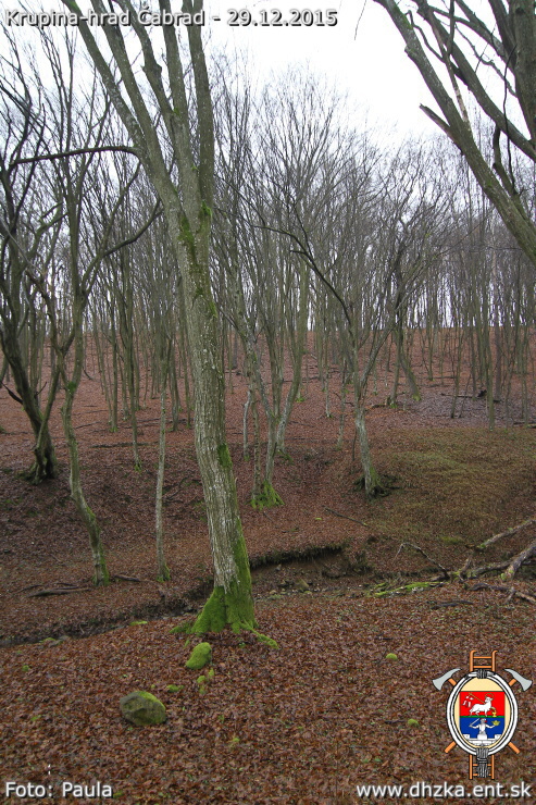 img00121.jpg
